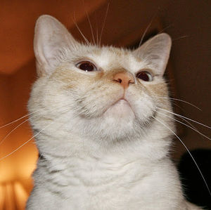 Meet your Posher, Peter